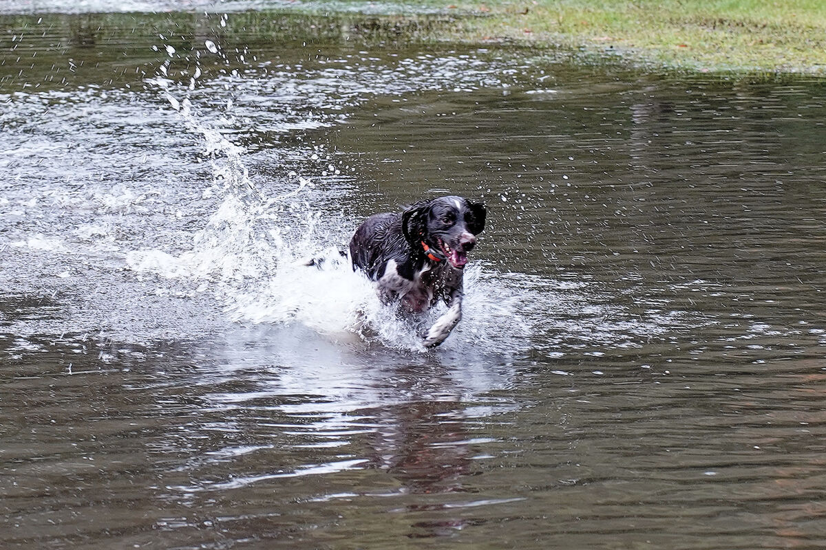 Big puddles make happy dogs...