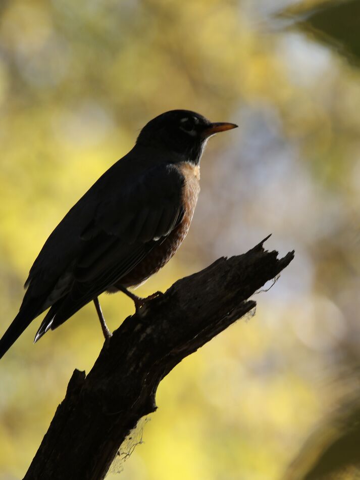 Backlit Robin: On a recent hike in a local state park, I came across an ...