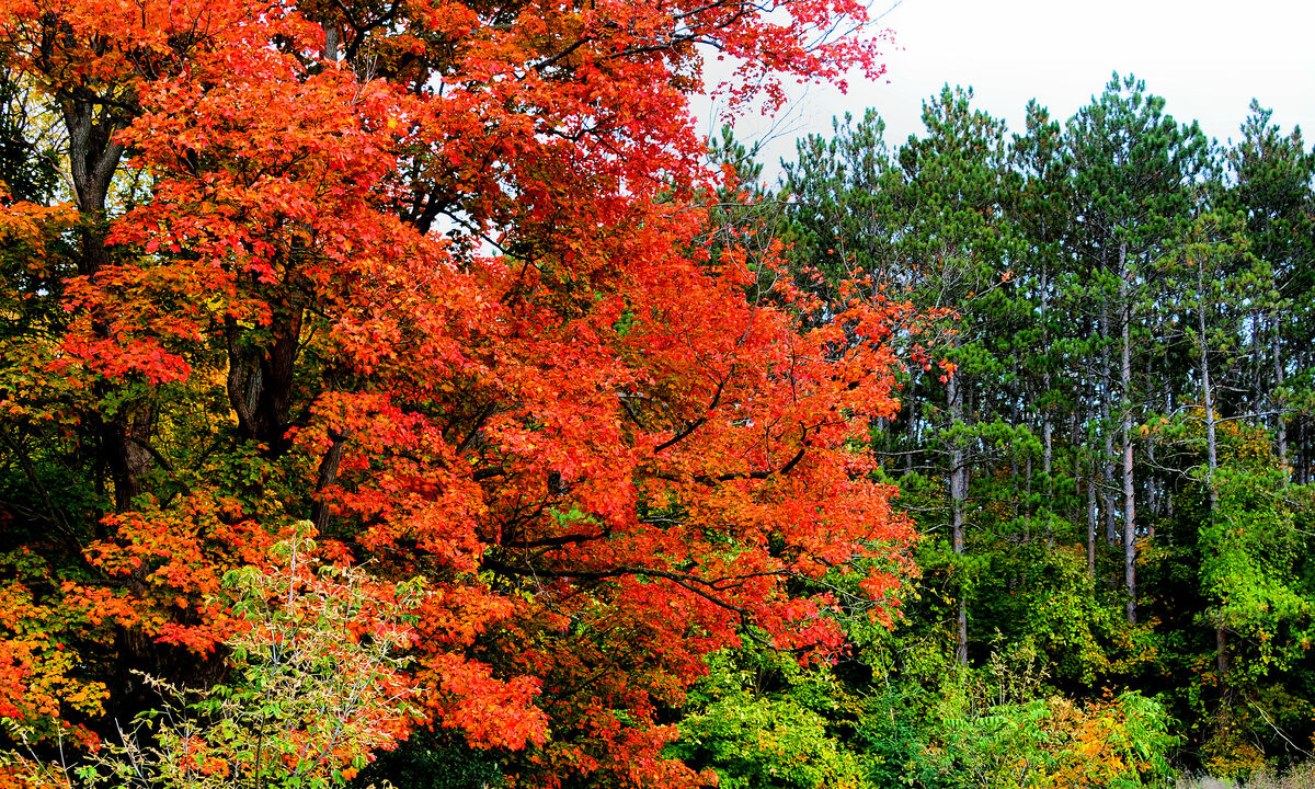 Fall Colors Peaking: My Favorite Time Of Year. PERIOD! . . . :sm02:...