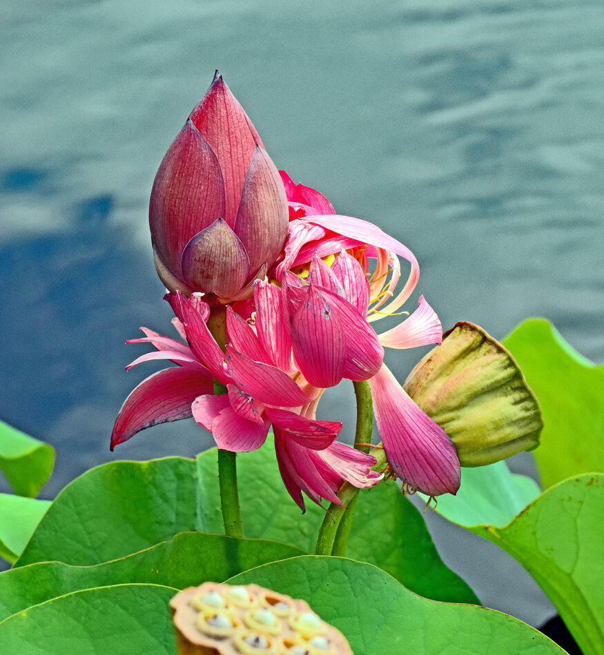 A lotus bud opening along with one just finished b...