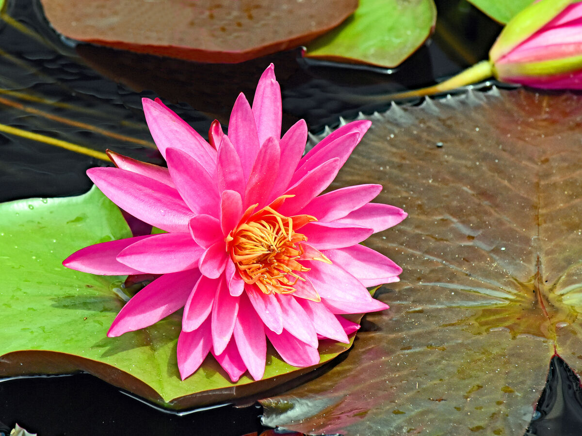 A pink water lily laying on a pad.  The different ...