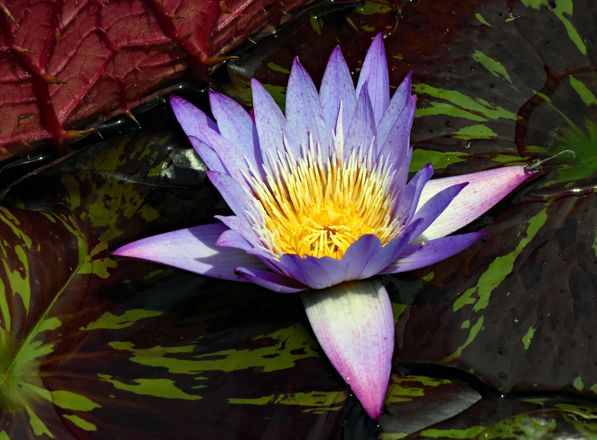 A purple lily rounds out the color spectrum...
