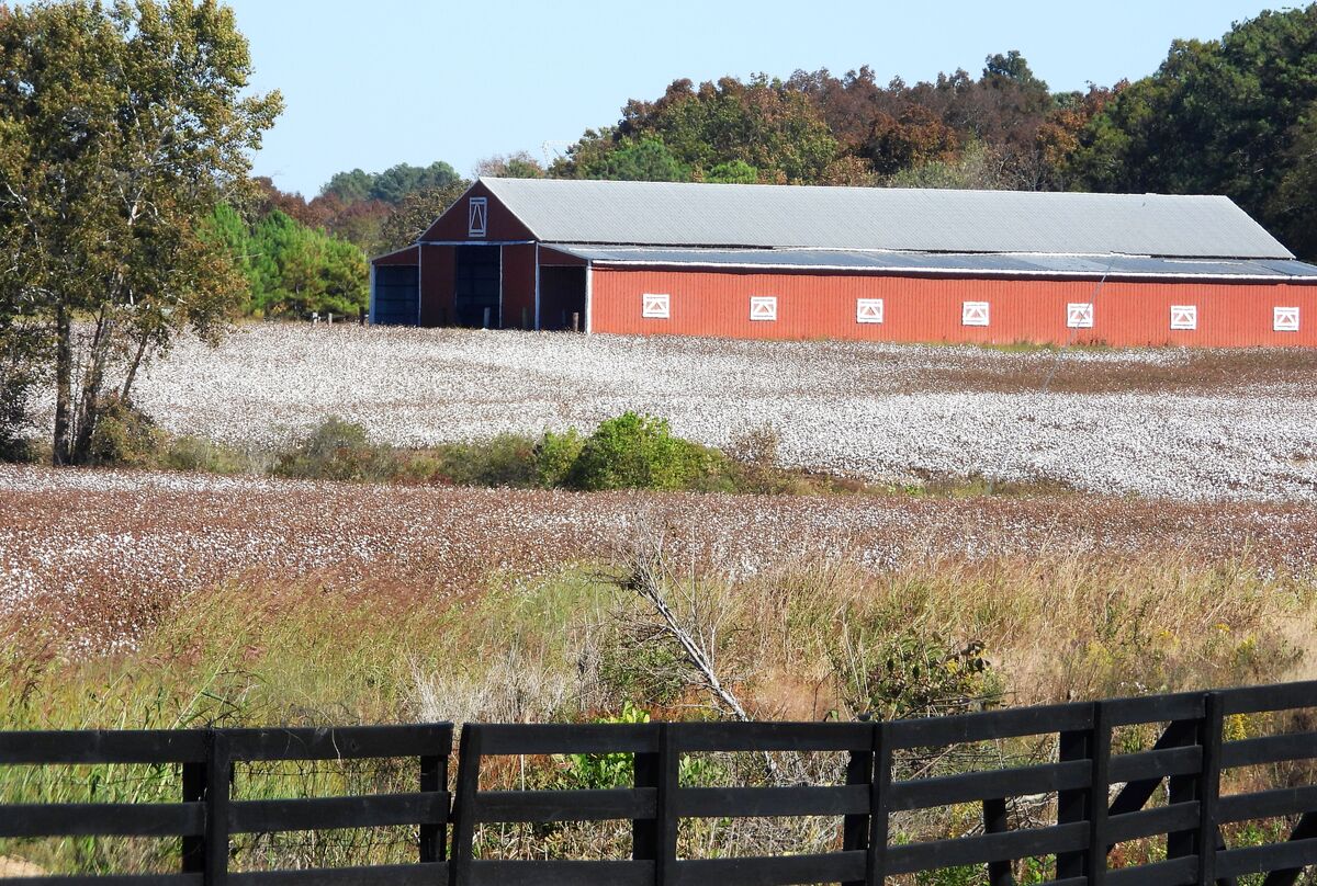 Big red barn with a cotton field....