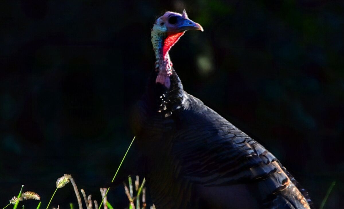 This wild gobbler will most likely be roaming arou...