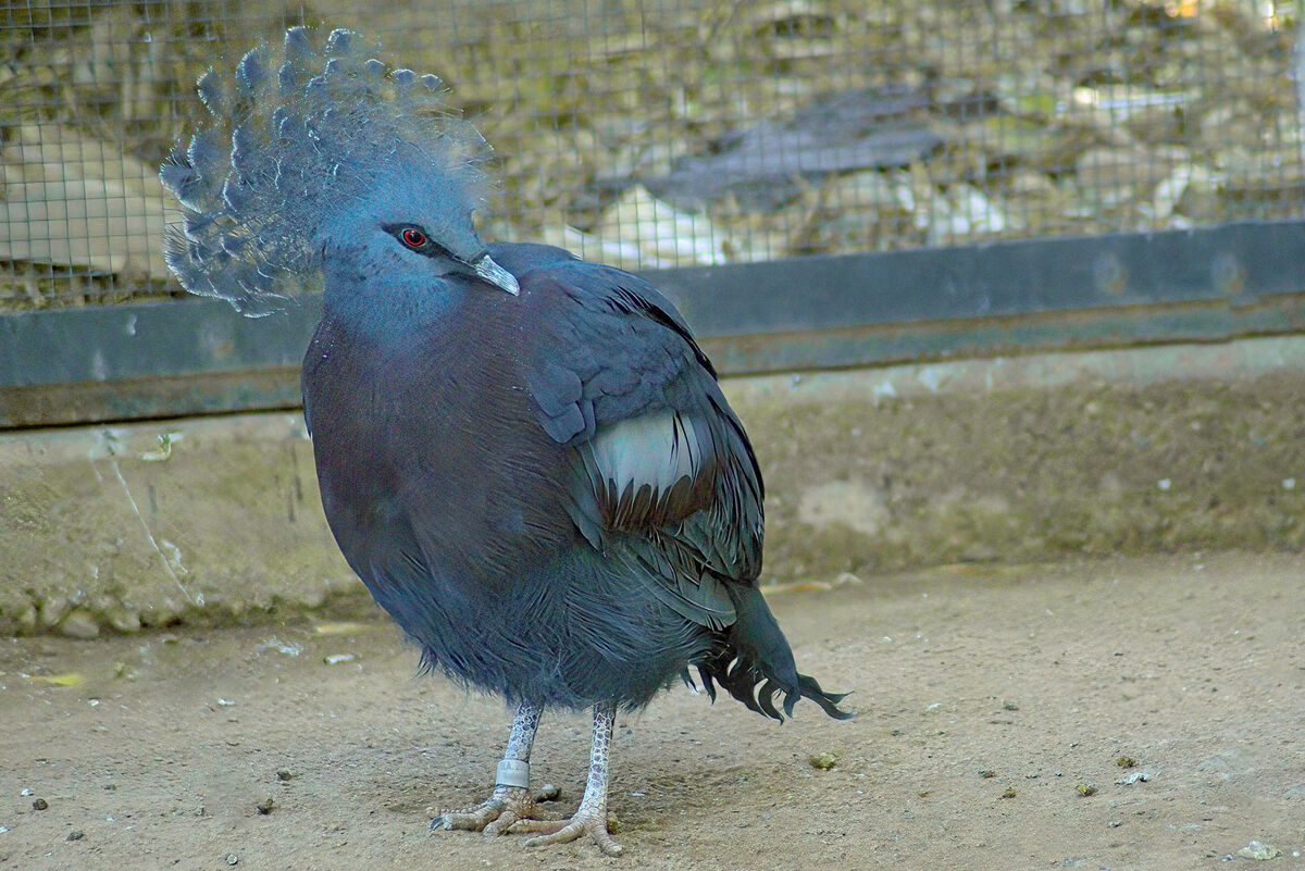 Victoria Crown-Pigeon...