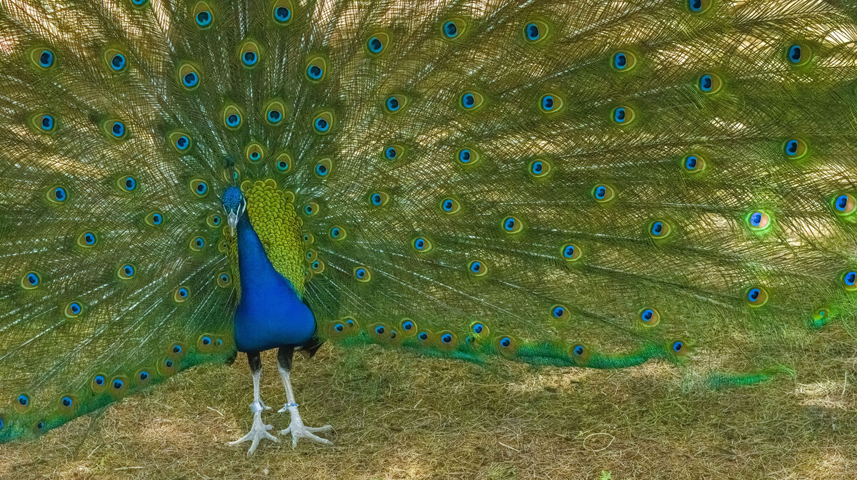 Peacock (male strutting his stuff)...