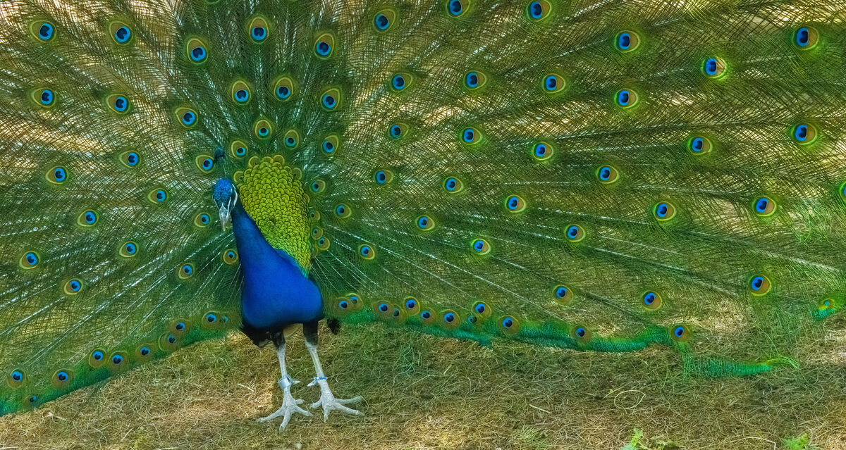 Peacock (male strutting his stuff)...