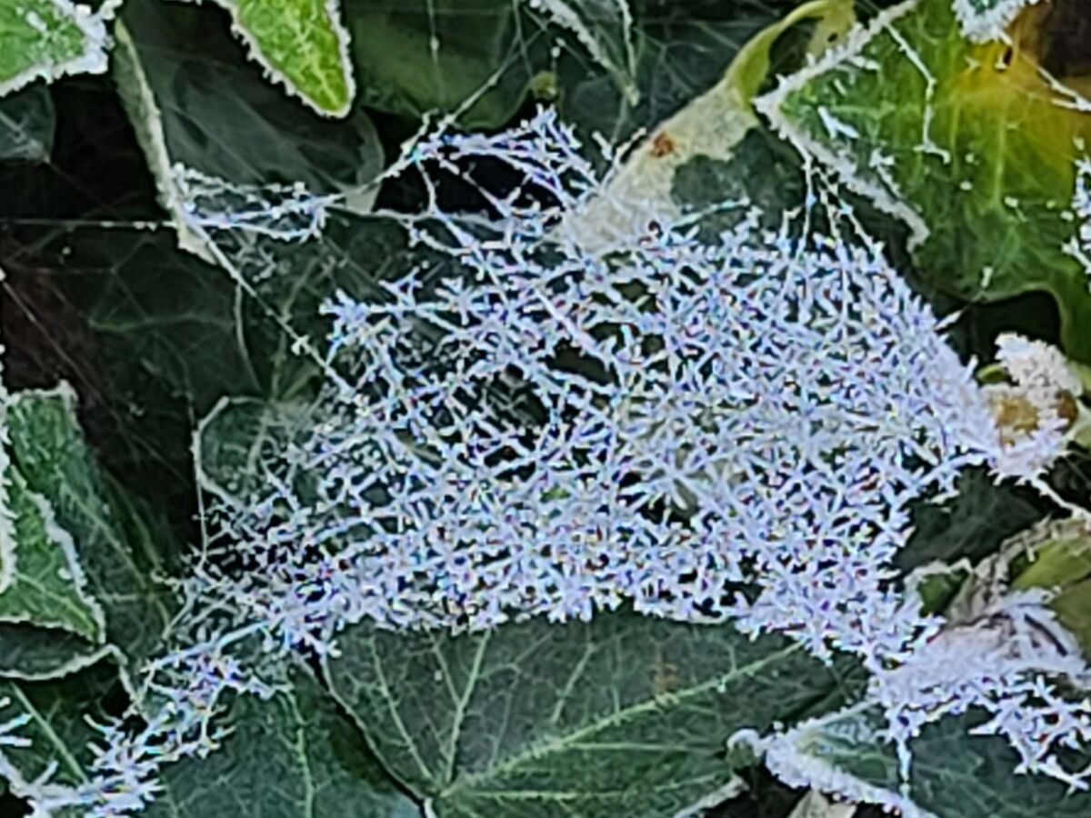 Frosty spiderweb....