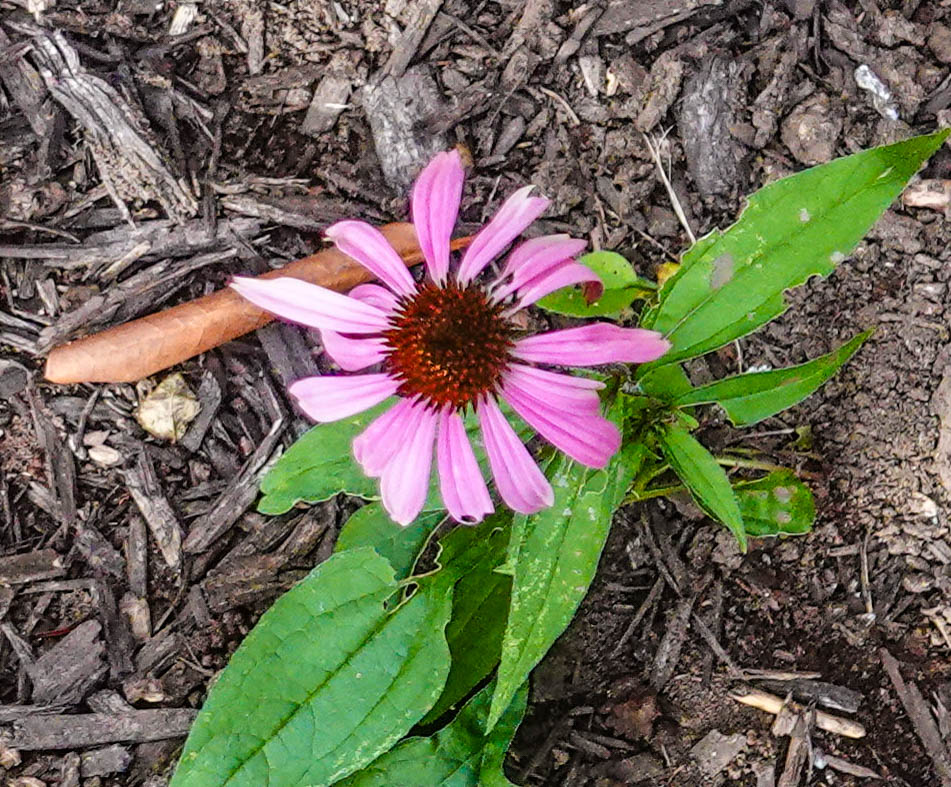 Now it's a Coneflower...