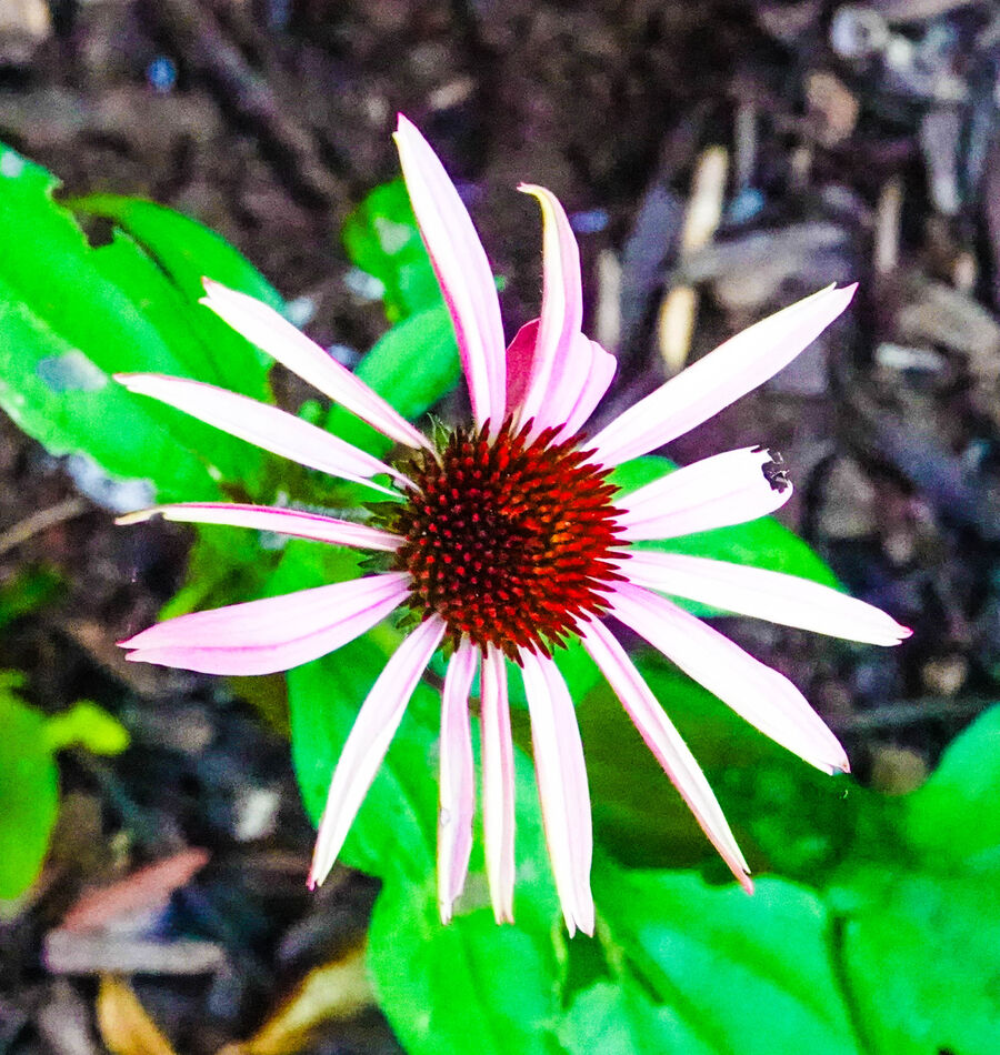 Coneflower almost there...