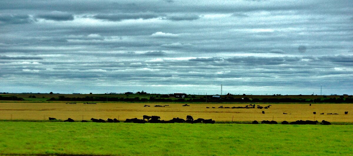 Cows, and clouds!...