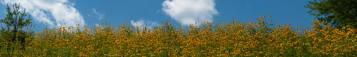 A "wall"of yellow cone flowers...