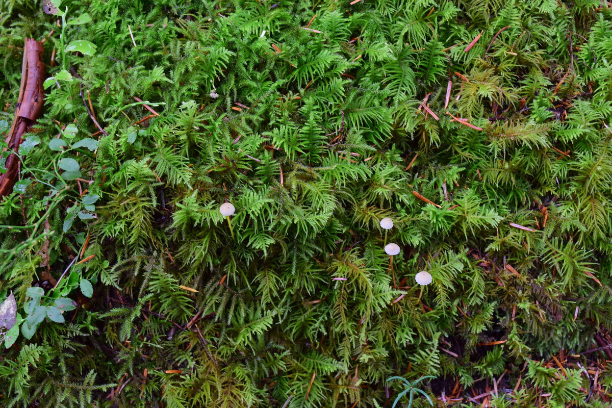 This is moss not some conifer needles. Plus some V...
