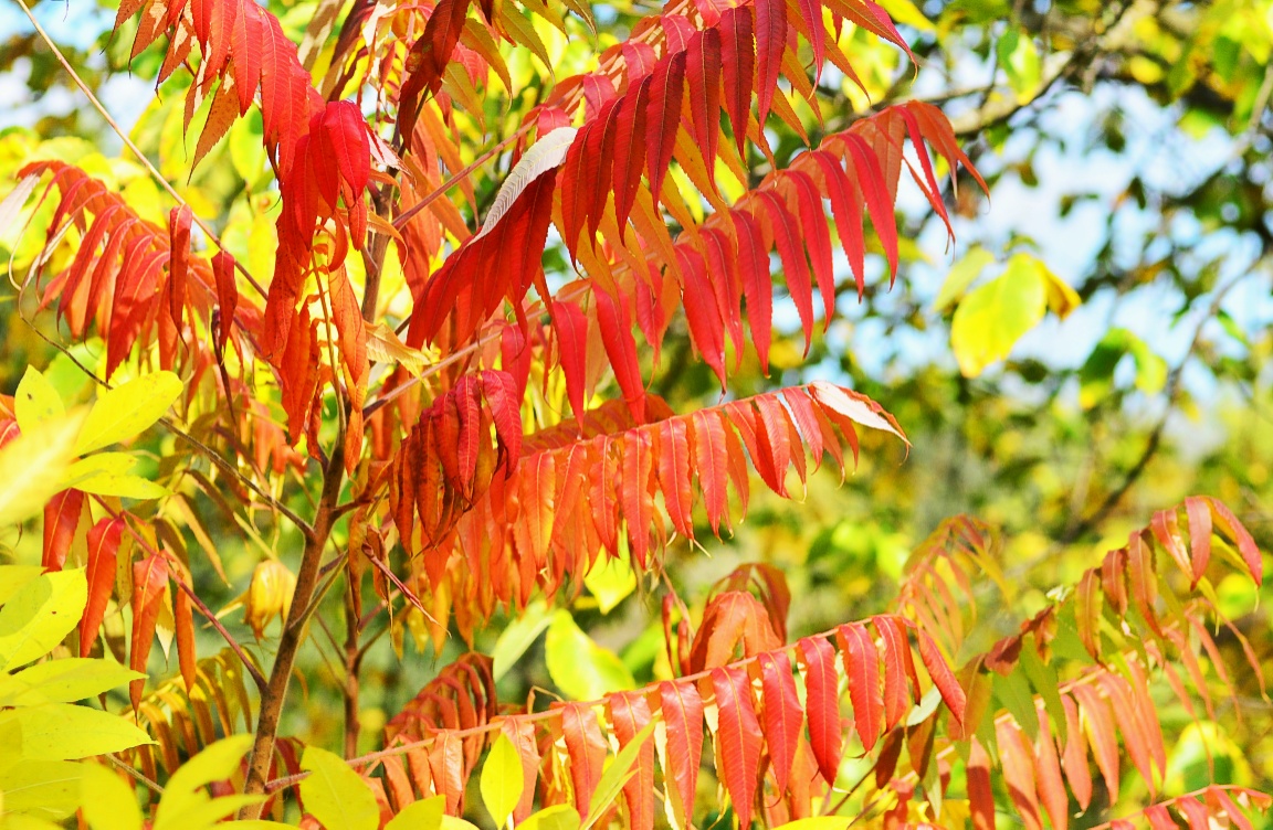 I am sure crazy about sumac at this time of year -...