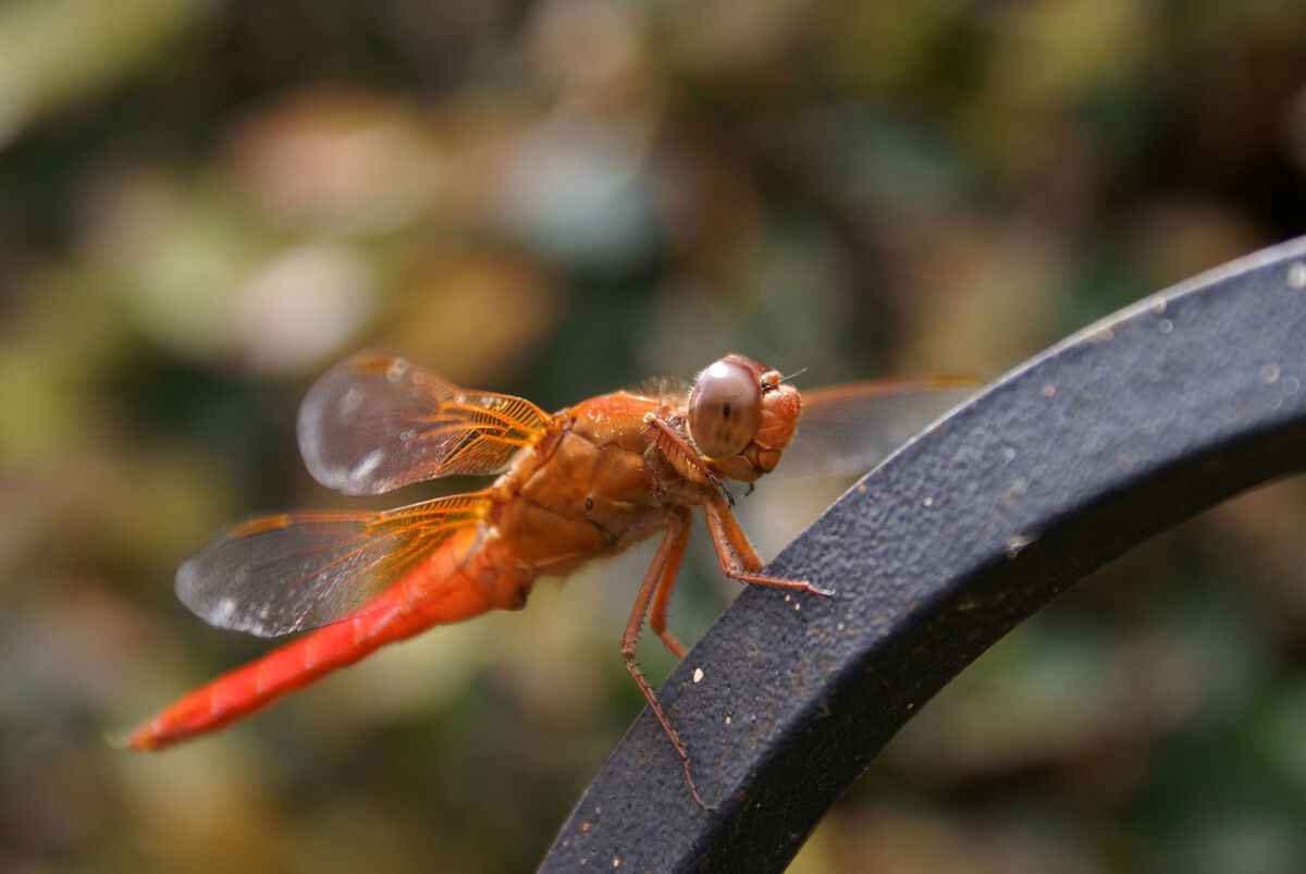 A closer shot of that 'Flame Skimmer', as seen in ...