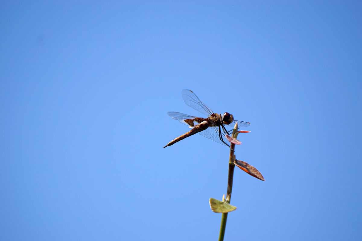 Another Dragonfly as seen in our backyard in Irvin...