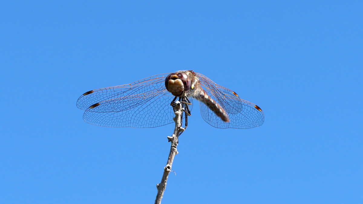A Dragonfly photographed in front of the Visitor C...