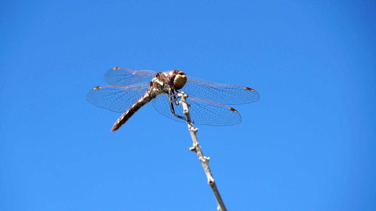 Another shot of that Dragonfly seen in front of th...