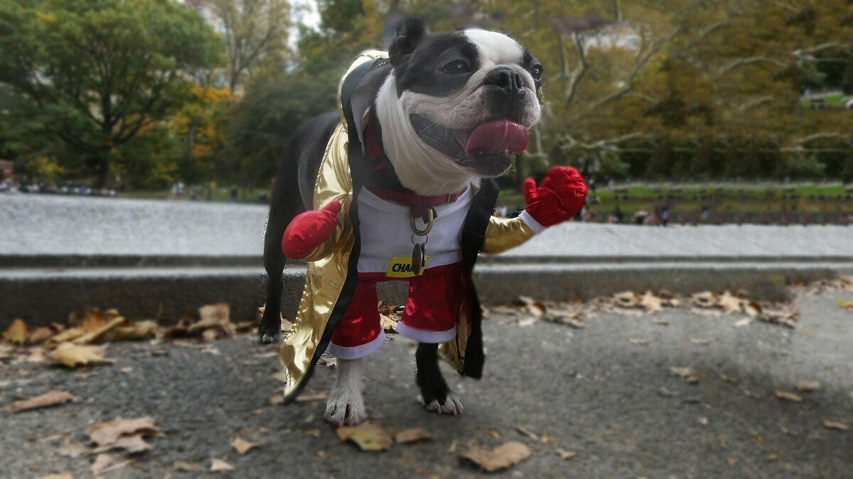 This is the little boxer in his "boxer" costume, a...