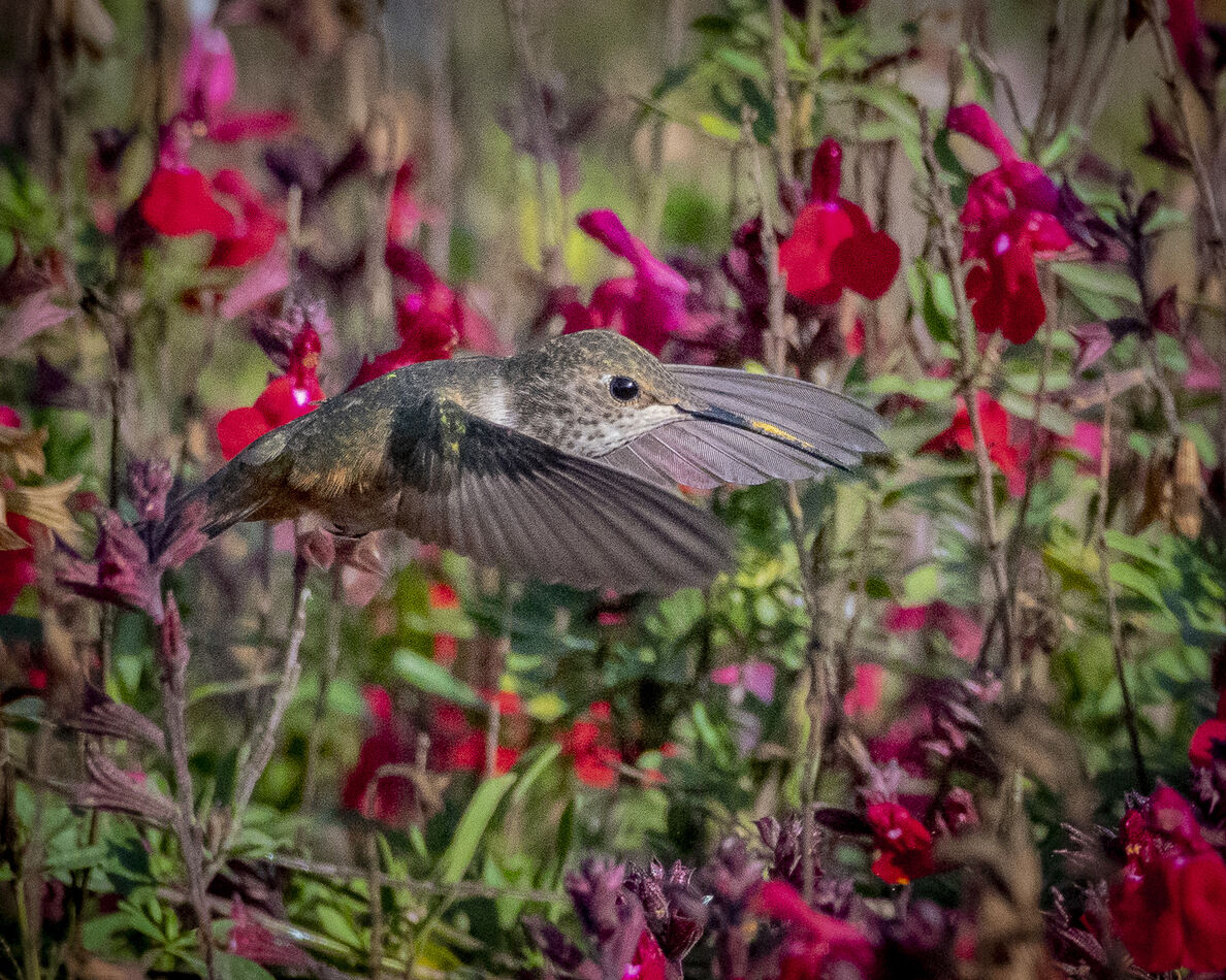 Allen's Hummingbird at Huntington Beach Urban Fore...