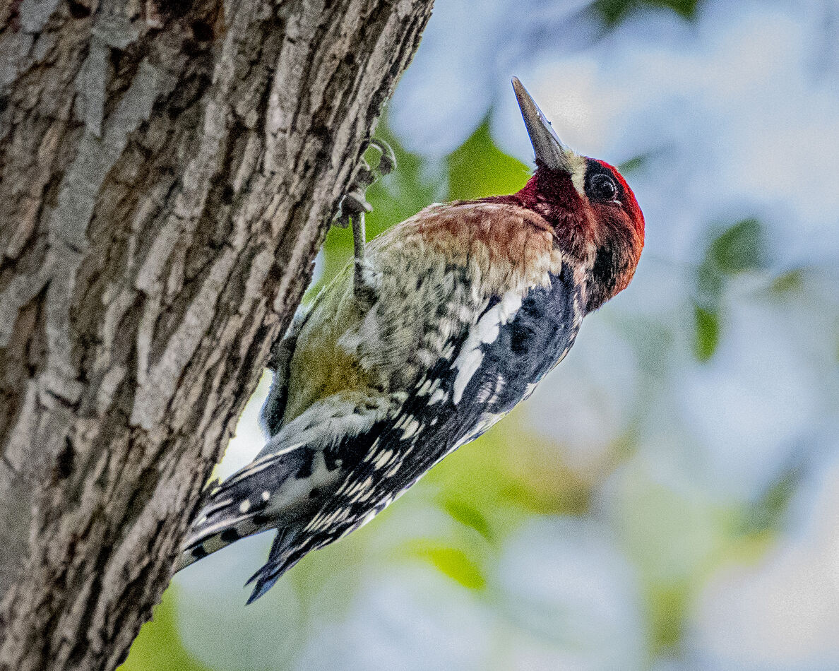 Red-breasted Sapsucker...definitely a migrant....