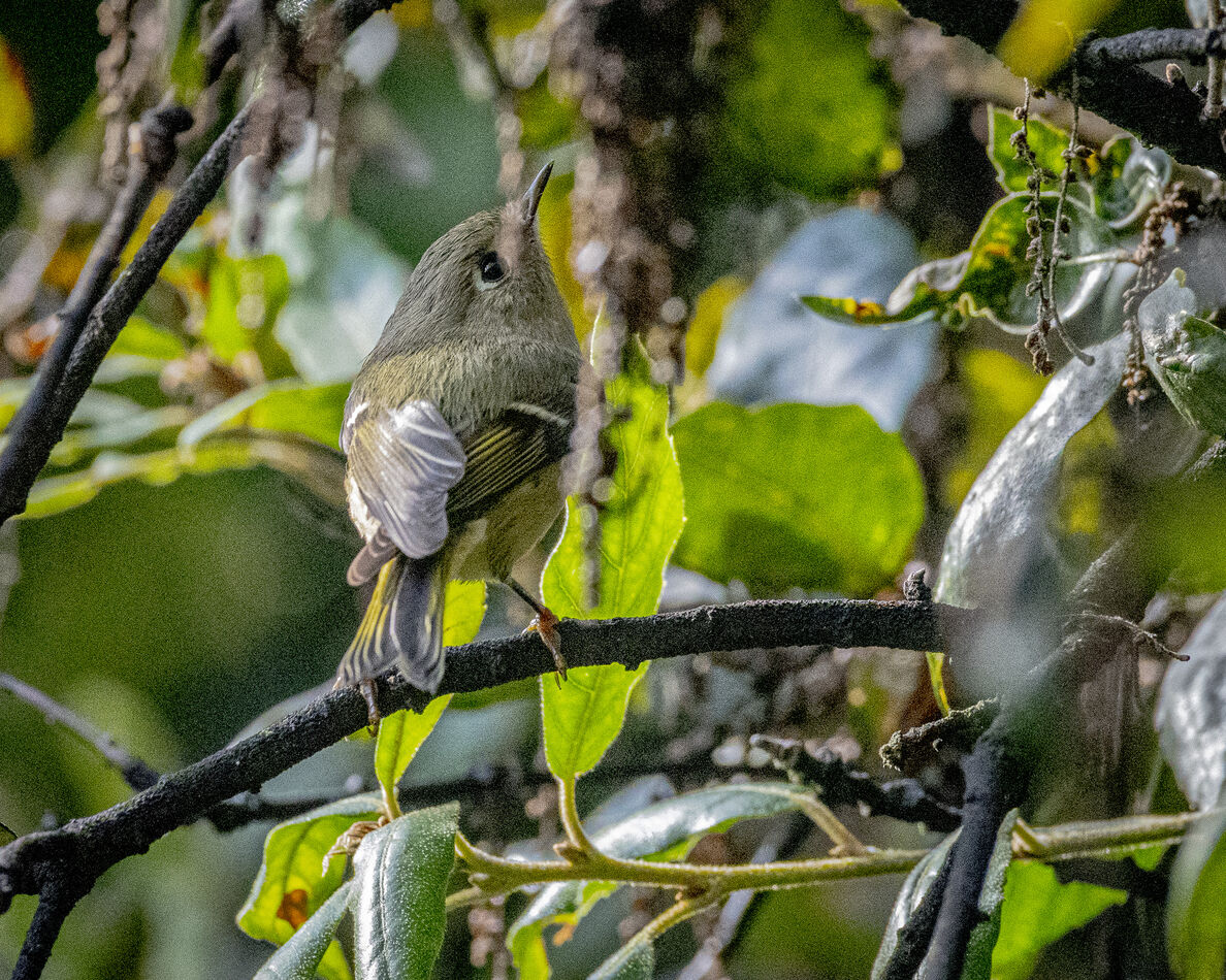 Ruby-crowned Kinglet...looks like the Hutton's Vir...