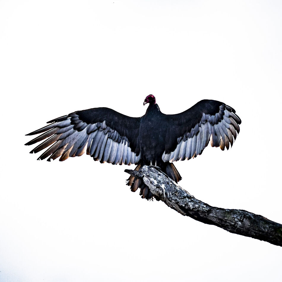 Turkey Vulture enjoying the early morning sun....