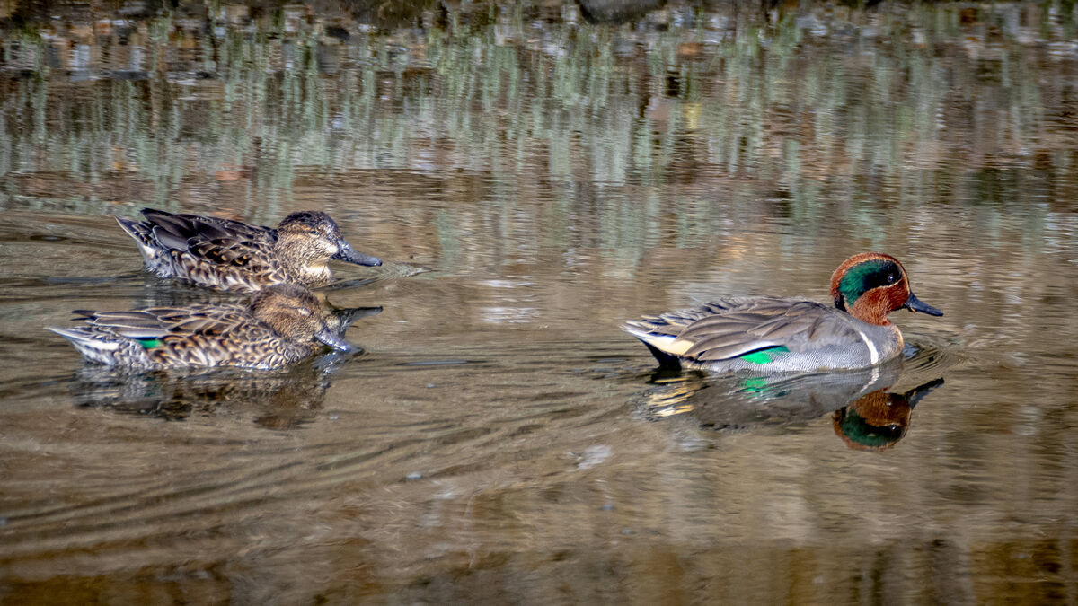 Green-winged Teal...migrates away during the summe...