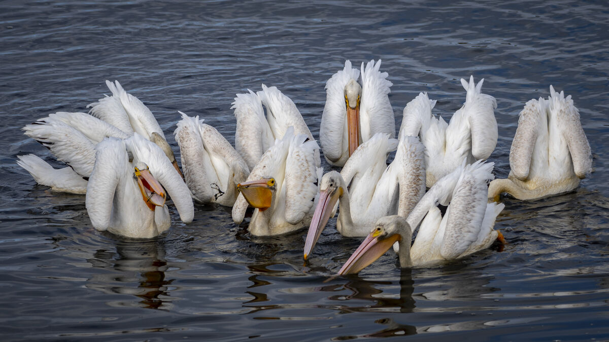 American White Pelicans forage cooperatively, ofte...