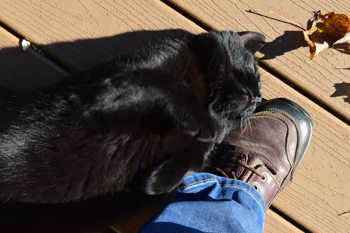 He likes to roll around on my boots too!!...