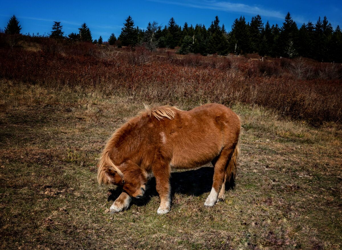 7/One of the wild ponies...