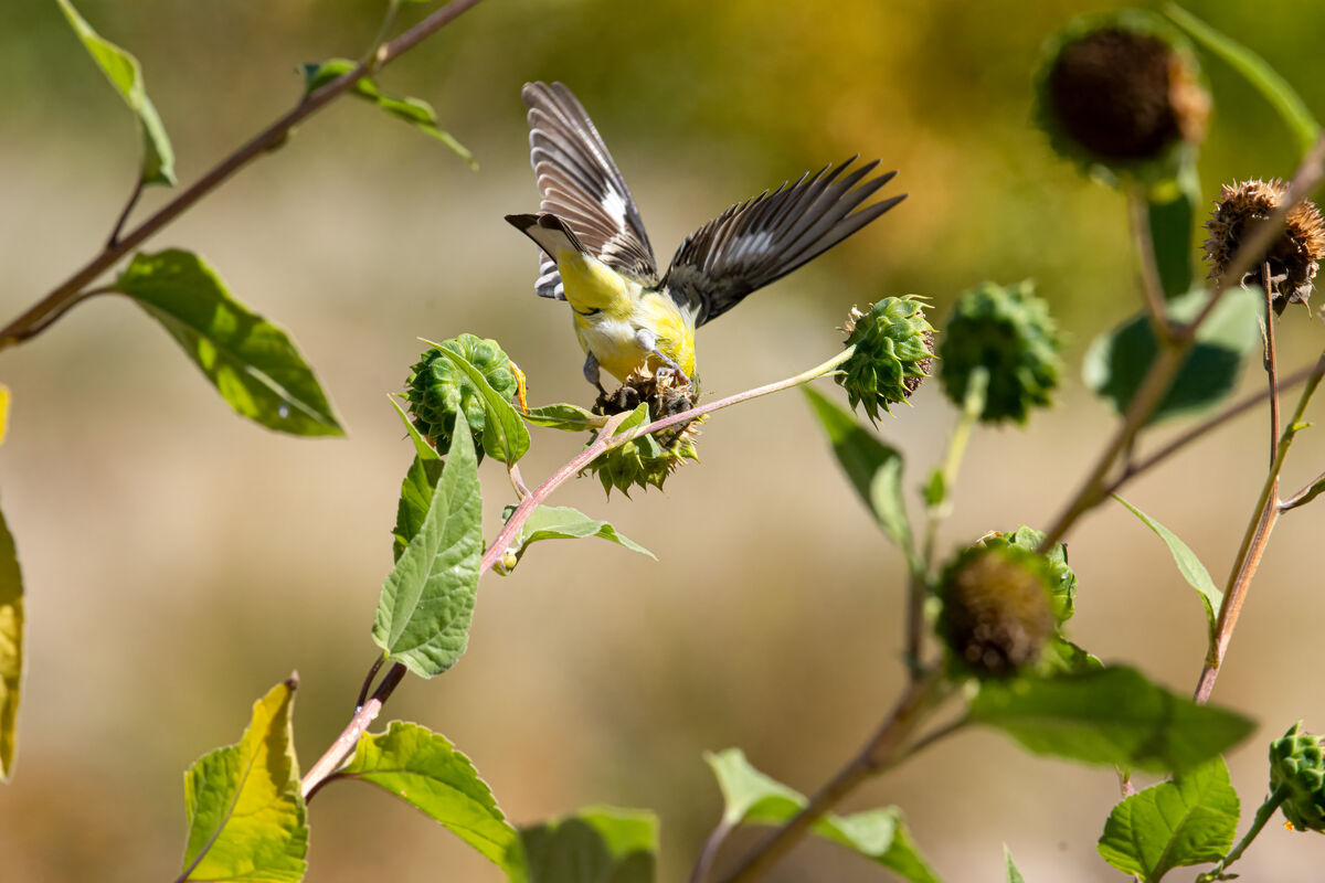 More from Canoa Lake: Lesser Goldfinches and a Pine Siskin...