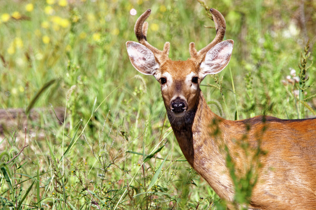 belle isle wildlife.detriot,mich: deer.northen water snake.garter snake ...