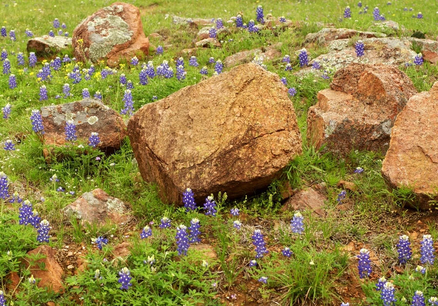 How about some rocks among the Blue Bonnets?...