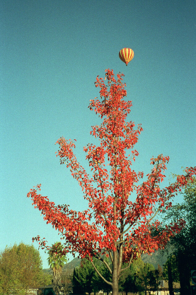 Fall colors while watching a hot-air balloon saili...