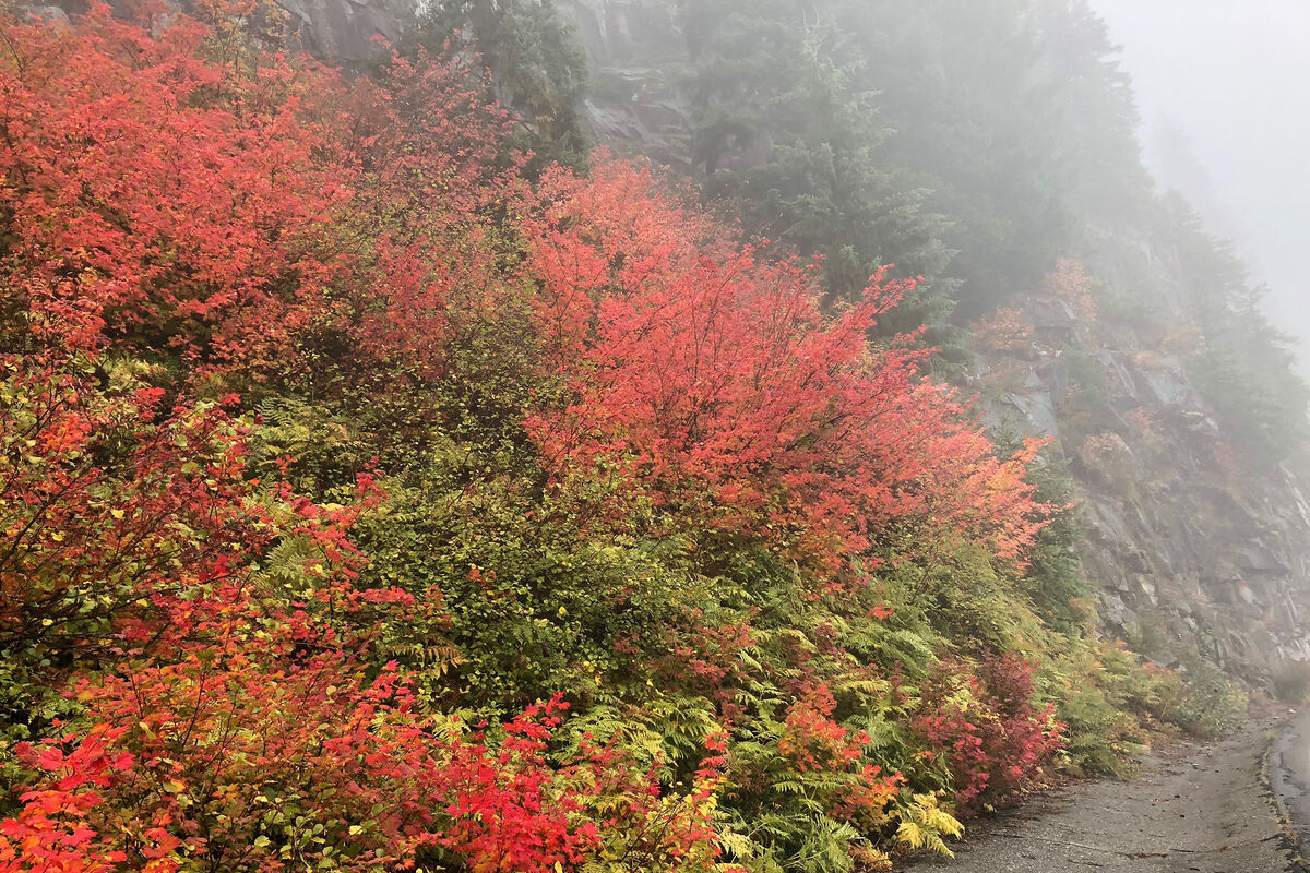 More fall colors from within the Mount Rainier Nat...