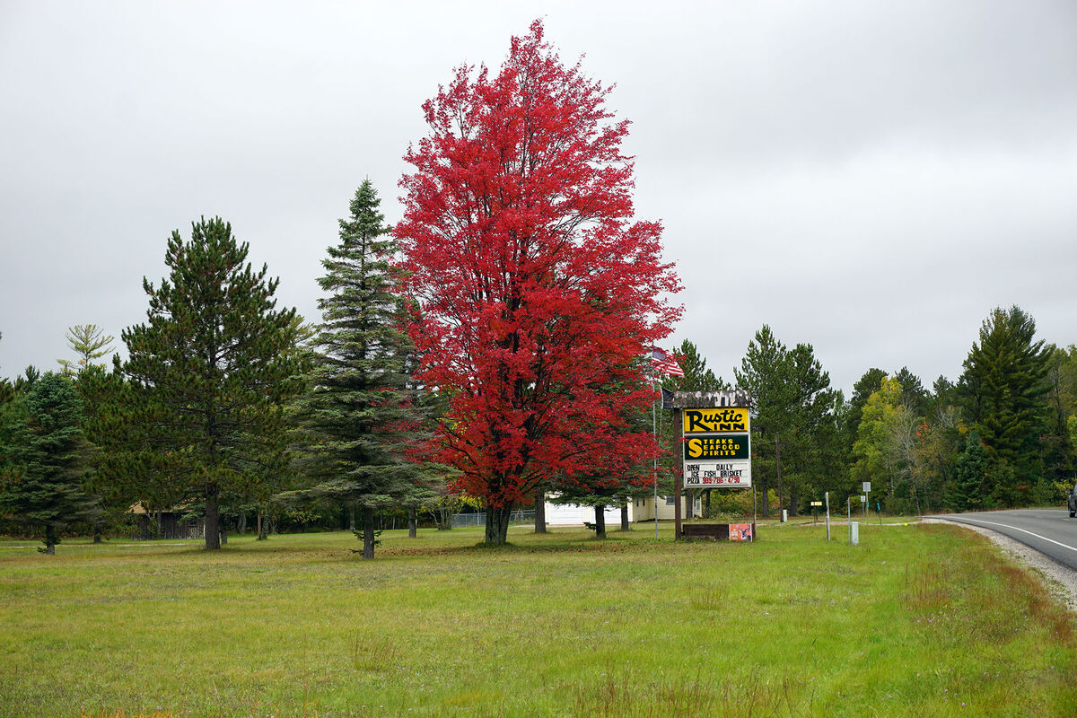 Fall colors, a Red Maple next to the road, in fron...