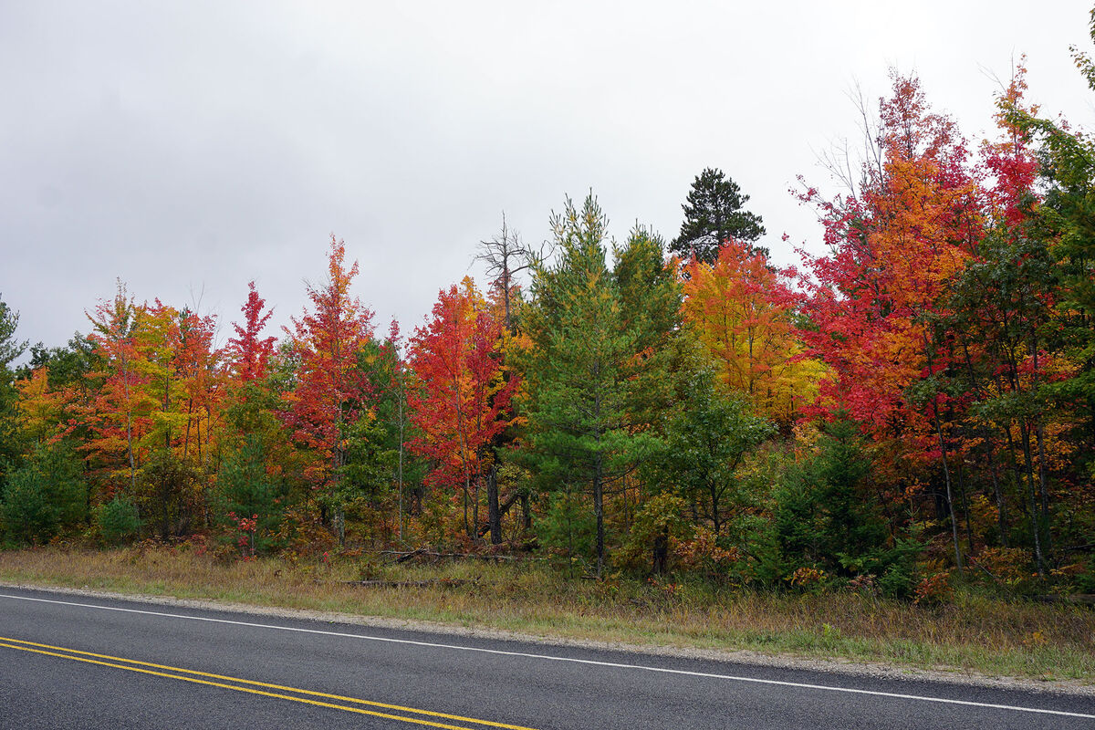 More fall colors near Lewiston, Michigan - October...