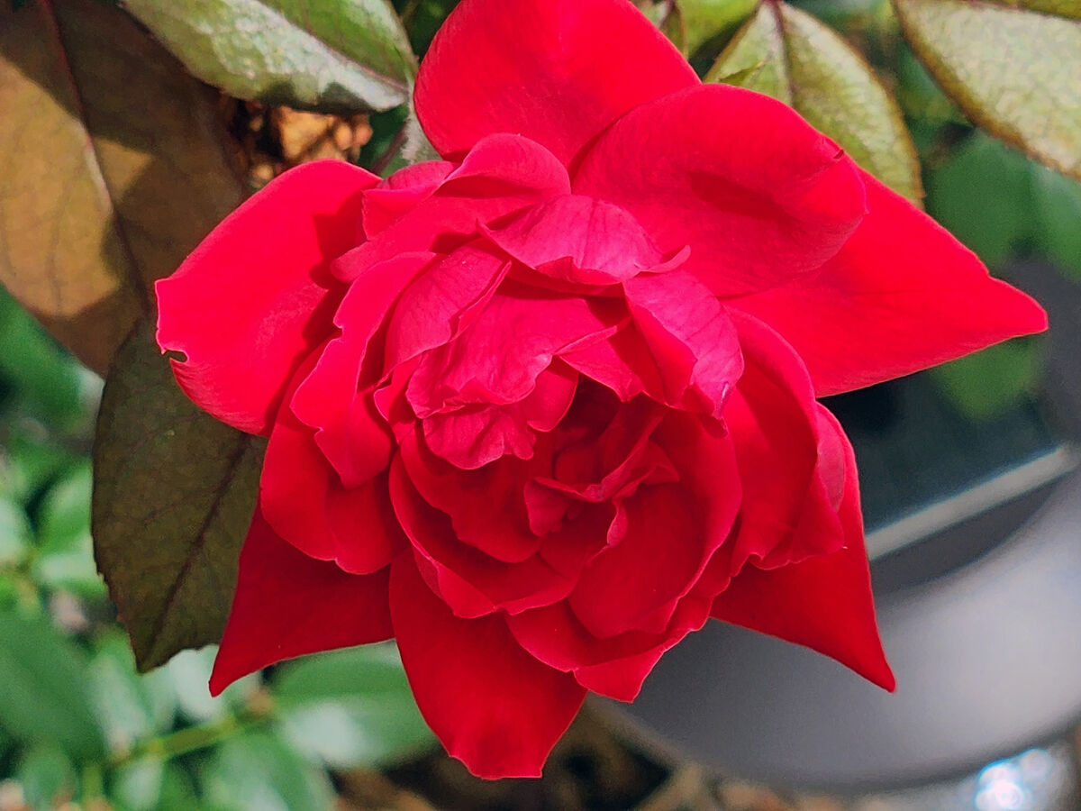 My wife's knockout roses Caught this new bloom this afternoon. Shot
