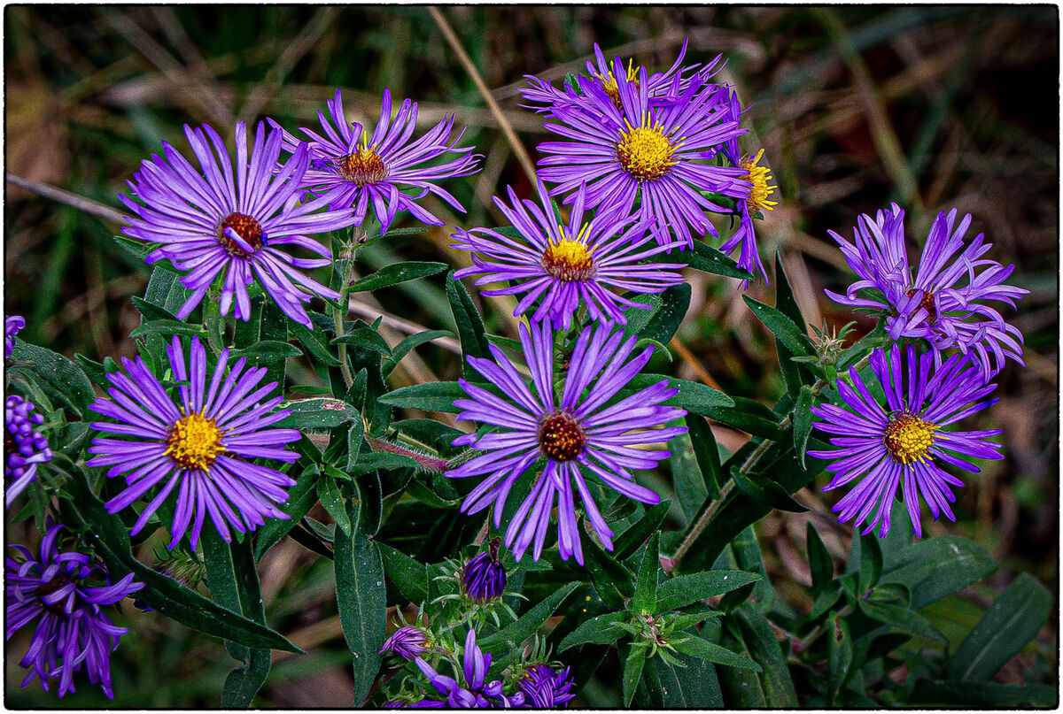 Wildflowers Summit Lake State Park, near New Castle, Indiana. Taken last week.