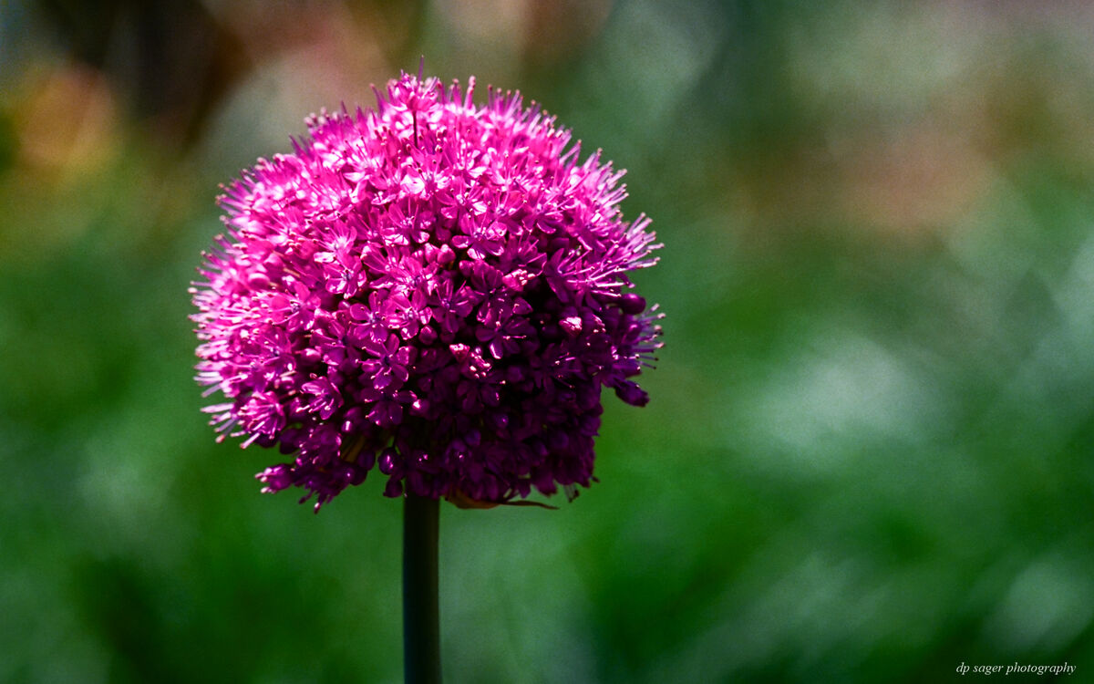 Pink Allium...