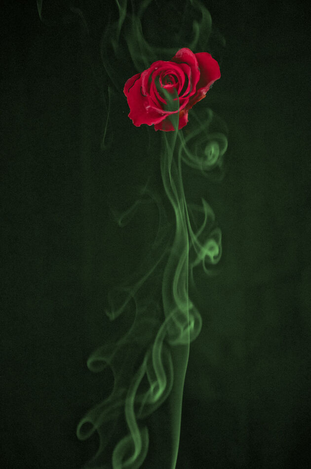Rose with a smokey stem...