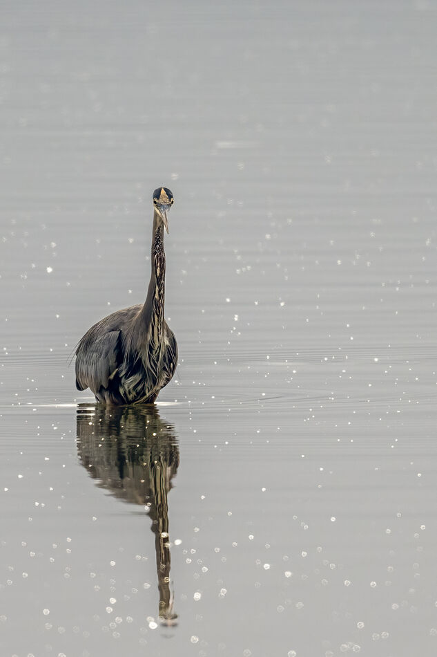 Great Blue Heron Having Fun at Belfair State Park 11-9-2023: As in my ...