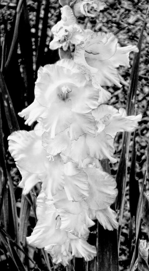 Gladiola, side of the road, Nowheresville...