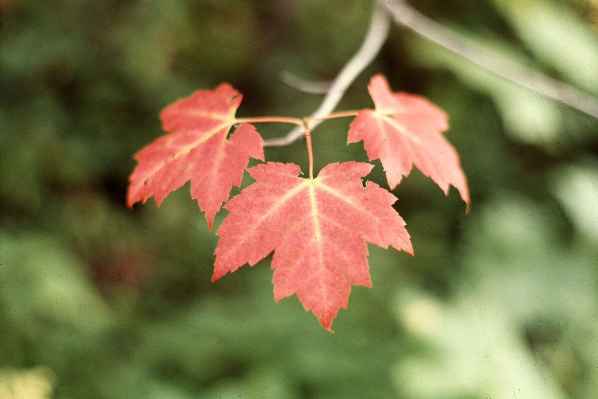 Some Maple leaves near Houghton, Michigan - Octobe...
