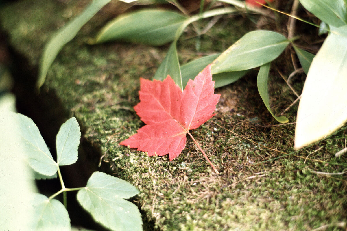 A single Maple leaf near Houghton, Michigan - Octo...