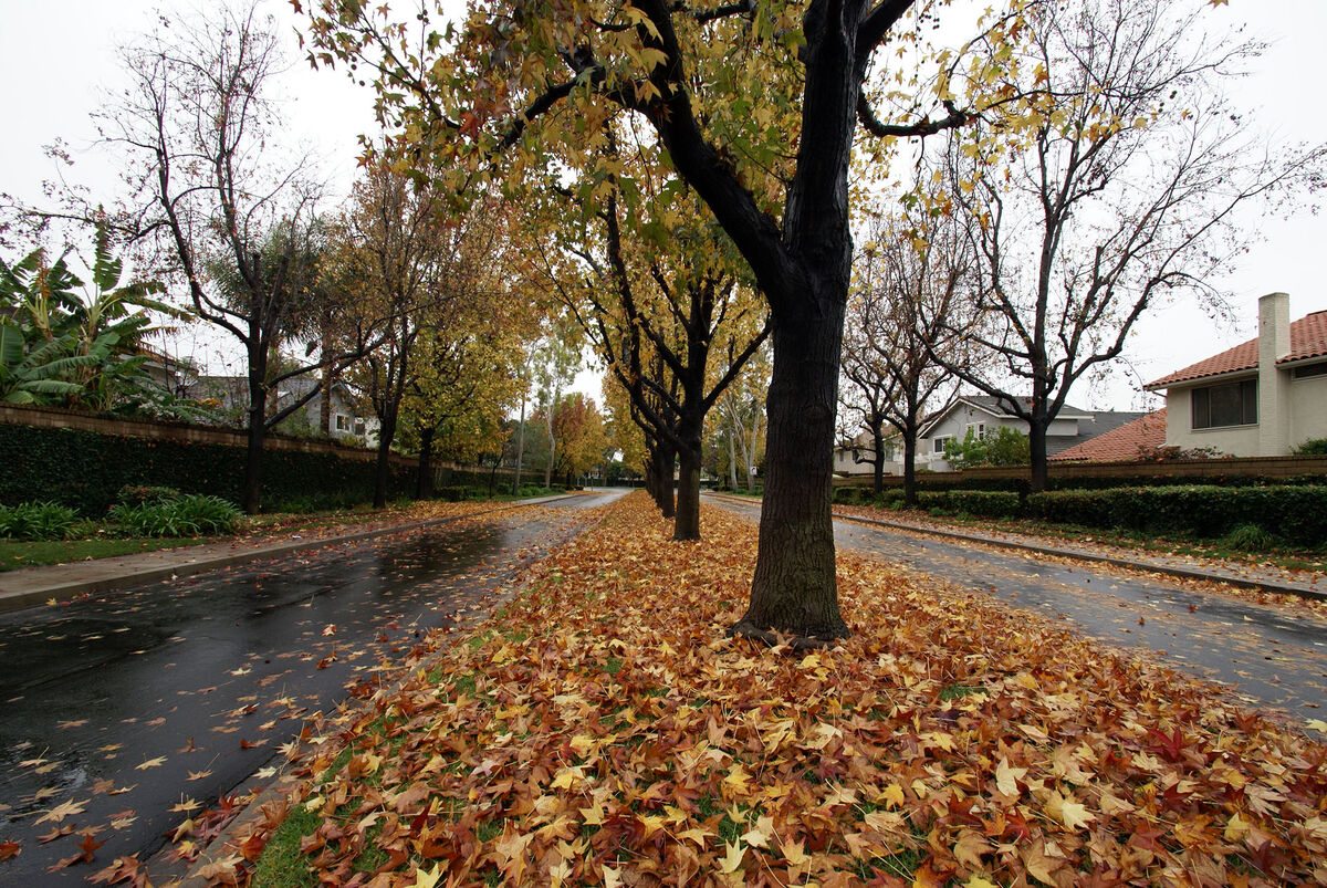 Fallen leaves along a street in Irvine, California...