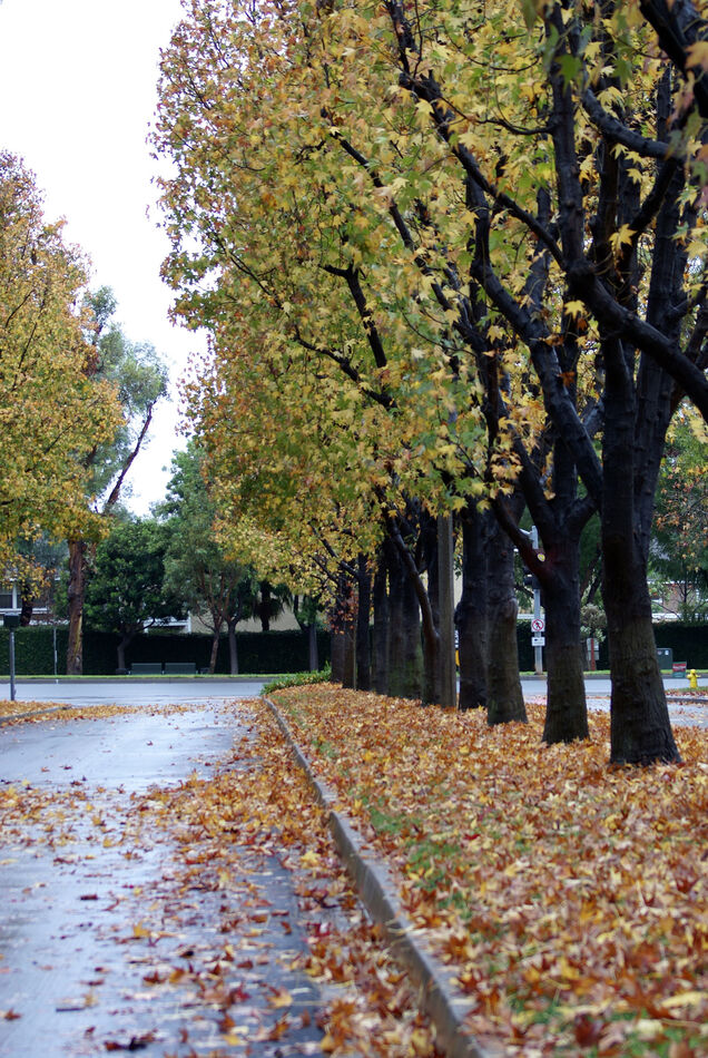 And even more fallen leaves along a street in Irvi...