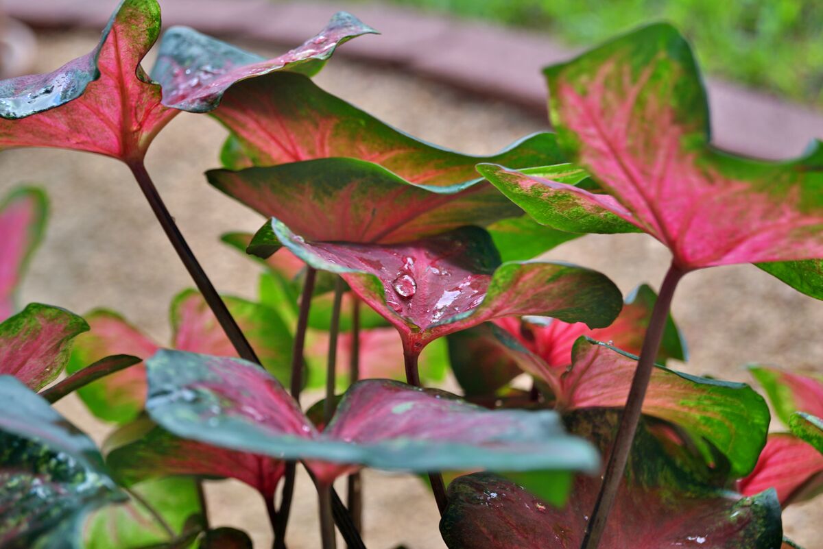 Our caladiums add a little color to the landscape....