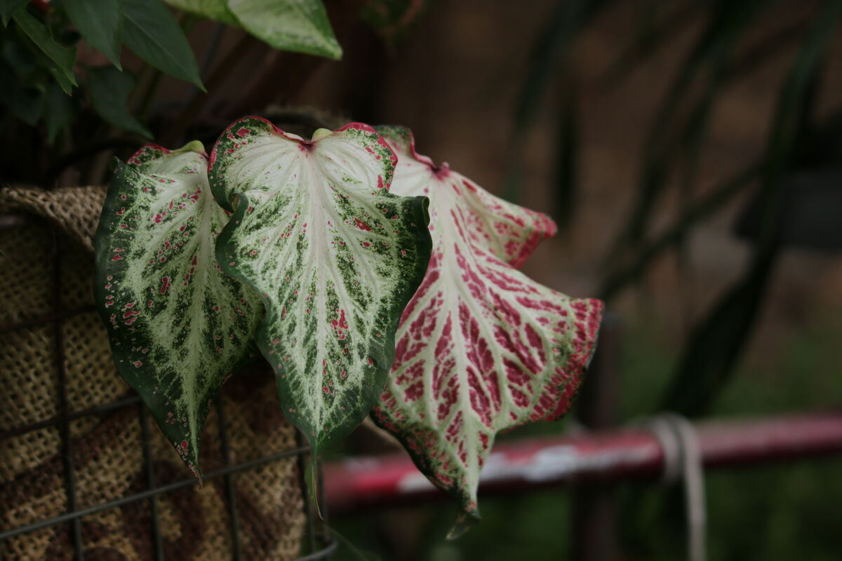 I love the Caladiums.  We grow those for the fancy...